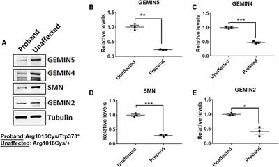 Autosomal Recessive Cerebellar Atrophy and Spastic Ataxia in Patients With Pathogenic Biallelic Variants in GEMIN5